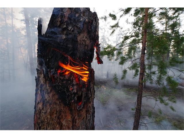 Лес в огне