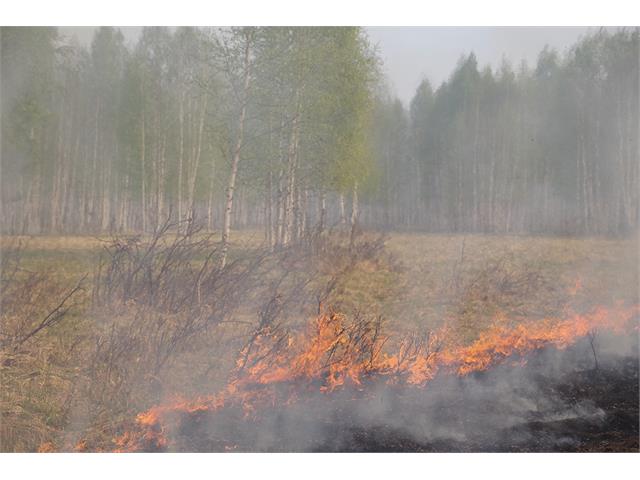 Лес в огне
