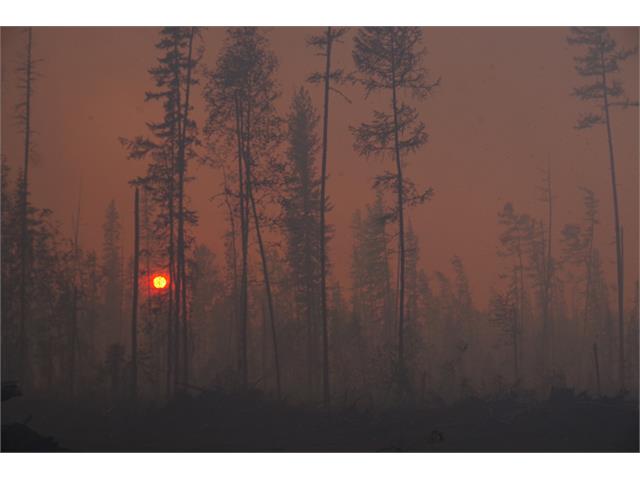 Лес в огне